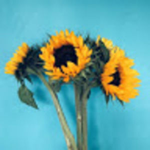 Meet your Posher, Dora